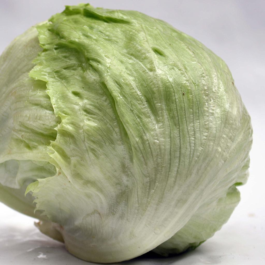Lechuga repollo
