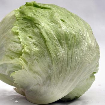 Lechuga repollo
